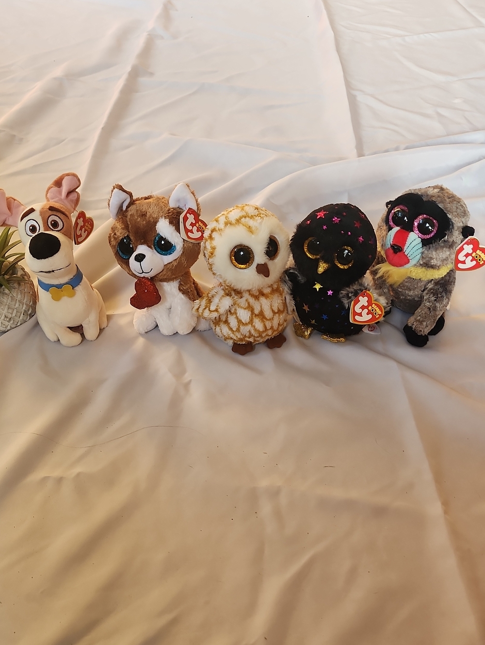 Beanie Boo Bundle Of 5 NEW Wasabi Hyde Smootches Swoops Max